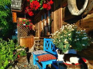 un gatto seduto accanto a una panchina blu con dei fiori di Przytulia willa a Stryszawa