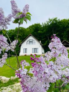 ラシュノフにあるCasuta Boemaの紫の花を前に背景の家