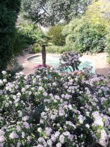 a garden with flowers and a palm tree and a pool at UppaTree Cottage in Benoni