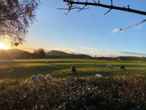 a herd of sheep grazing in a field at Yurt with Hot Tub near Hartington, Peak District in Buxton