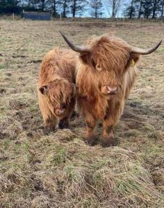 a couple of cows standing in a field at Isla Way Stays in Keith