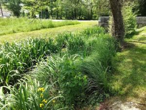 a garden with tall grass and a tree at Cute 1-bed cottage with view across park. in Issac +1 photo