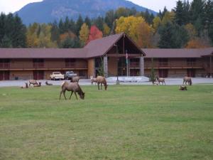 a group of horses grazing in a field in front of a building at Cowlitz River Lodge in Packwood