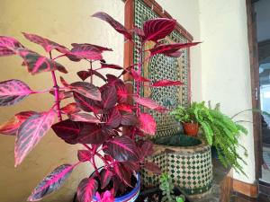 una pianta in un vaso vicino ad alcune piante. di Hotel Al-Andalus a Torrox