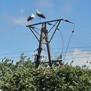 dos pájaros sentados sobre un poste de energía en U Garnuszka, en Krasnopol