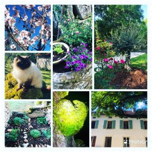 uma colagem de diferentes imagens de flores e um gato em Mas d’Aubrac em Limogne-en-Quercy