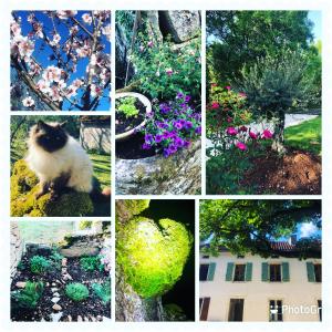 a collage of different pictures of flowers and a cat at Mas d’Aubrac in Limogne-en-Quercy