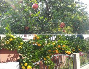 Φωτογραφία από το άλμπουμ του Pansion CASA GAGRO σε Međugorje