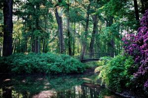 a bridge over a river in a forest with purple flowers at Apartament N 39 Moszna - JACUZZI, Kominek, Las i Zamek in Moszna +54 photos