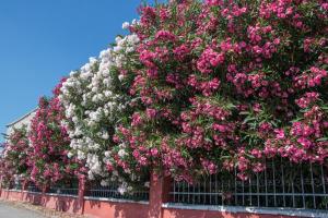 una fila di alberi ricoperta di fiori rosa e bianchi di Villa Cindro Apartments a Podstrana