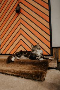 un gato tirado en una alfombra delante de una pared en Muhu Tõnise Talu, en Liiva