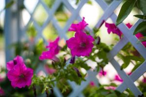 a bunch of pink flowers behind a white fence at Hotel Astor in Modena