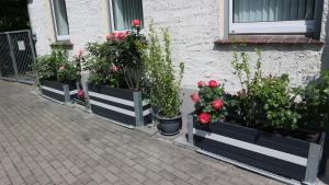 a row of flower boxes with flowers and plants at Ferienwohnung Rosenstadt in Forst