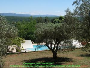 a villa with a swimming pool and an olive tree at Campagne SAINT MAURINET in Montmeyan