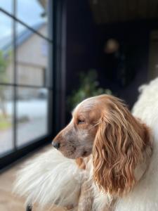 um cão com cabelo comprido sentado ao lado de uma janela em De Wabisabiboerderij em Oedelem