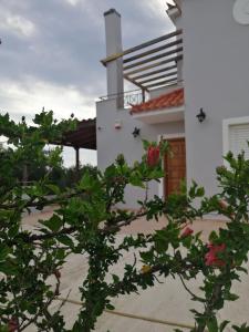 Eine Pflanze vor einem weißen Haus in der Unterkunft Olive Tree House I in Dhermatiánika