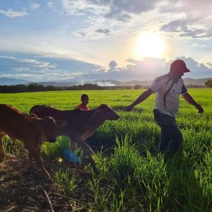 two boys are standing in a field with two cows at Hacienda Villa Liria in Hobo