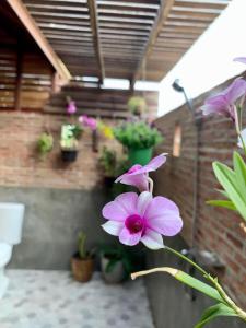 Zahrada ubytování Rang Robin Farmstay for 4 with pool