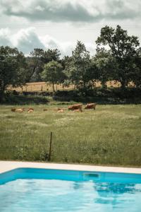 un grupo de vacas pastando en un campo en Quinta do Rio Noémi en Guarda