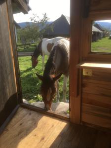 two horses standing outside of a door at Ambar in Nova Varoš +3 photos