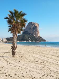 a palm tree on a beach with a mountain in the background at Calpe Star in Calpe