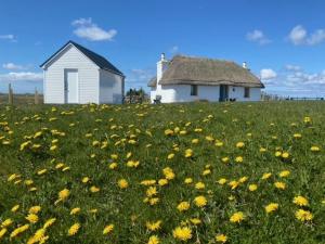 a field of flowers in front of a house at Cuir na Bhoir in Clachan