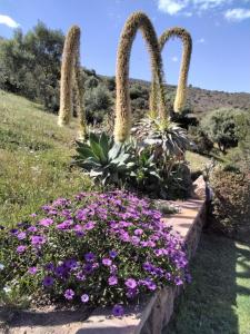 a garden with three plants and purple flowers at La Rosa dei Venti in Villaputzu