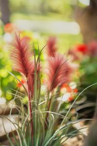 a group of pink flowers in a garden at El Oasis Villa Resort in La Eliana