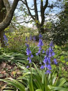 Photo de la galerie de l'établissement Château de St-Fulgent, gîte Le Parc, à Saint-Fulgent