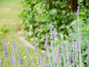 Ein paar lila Blumen im Garten in der Unterkunft Ferienwohnung Veronika Heilbock in Sankt Peter