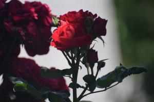 Fotografie z fotogalerie ubytování Pine Wood v destinaci Kotgarh