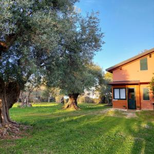 una casa con un albero nel cortile di La Piana degli Ulivi a Rossano