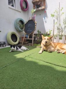 a cat and a dog laying on the grass at Can Cocollona in Girona