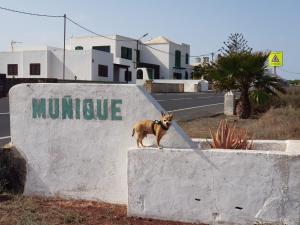 un perro parado sobre una señal de hormigón en Casa Antonia Reyes, a la sombra de Famara, en Muñique