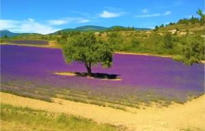 マザンにあるStunning Home In Mazanの紫色の花畑の真ん中にある木