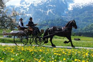 two men in a carriage being pulled by a horse at Romantikhäuschen zum Dachsteinblick in Abtenau