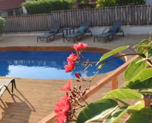 a plant with red flowers next to a swimming pool at Villa VerdeBlu Rethymno Crete in Rethymno Town +73 photos