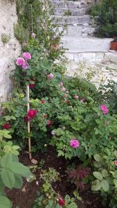 a bunch of pink flowers in a garden at Casa Fonte Vallone in Pacentro