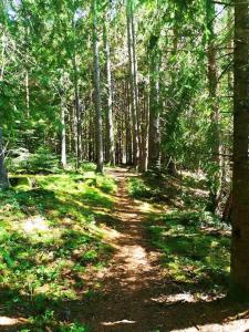 un camino de tierra en un bosque con árboles en Tiny House LA RUCHETTE en Sembadel