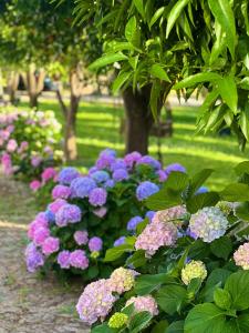 Quinta da Salada - Turismo Rural في لاميغو: صف من الزهور الملونة في الحديقة