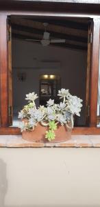dois vasos de plantas sentados em frente a um espelho em Terraza del Molle em San Carlos