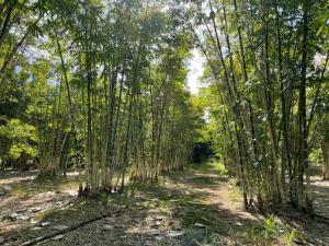 a row of trees in the middle of a forest at GSM Bamboo Farm RV and Caravan site in Gundiah +33 photos