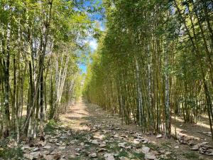 a row of bamboo trees on a dirt road at GSM Bamboo Farm RV and Caravan site in Gundiah