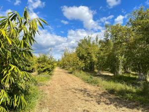 a dirt road in a field with trees at GSM Bamboo Farm RV and Caravan site in Gundiah