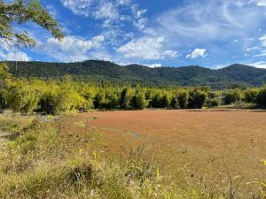a field with trees and a mountain in the background at GSM Bamboo Farm RV and Caravan site in Gundiah
