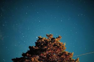 un arbre devant le ciel nocturne dans l'établissement Guesthouse boro-ya, à Otoyocho