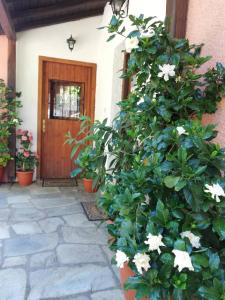 a plant with white flowers in front of a door at Villa Horizon in Tsagarada