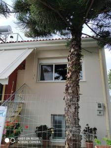 una palmera frente a una casa en Grecos apartment, en Preveza