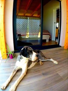 Domáce zviera alebo zvieratá hostí v ubytovaní Nature Home Eco-friendly Pet-friendly