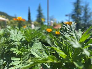 A garden outside Residence delle Tre Corone
